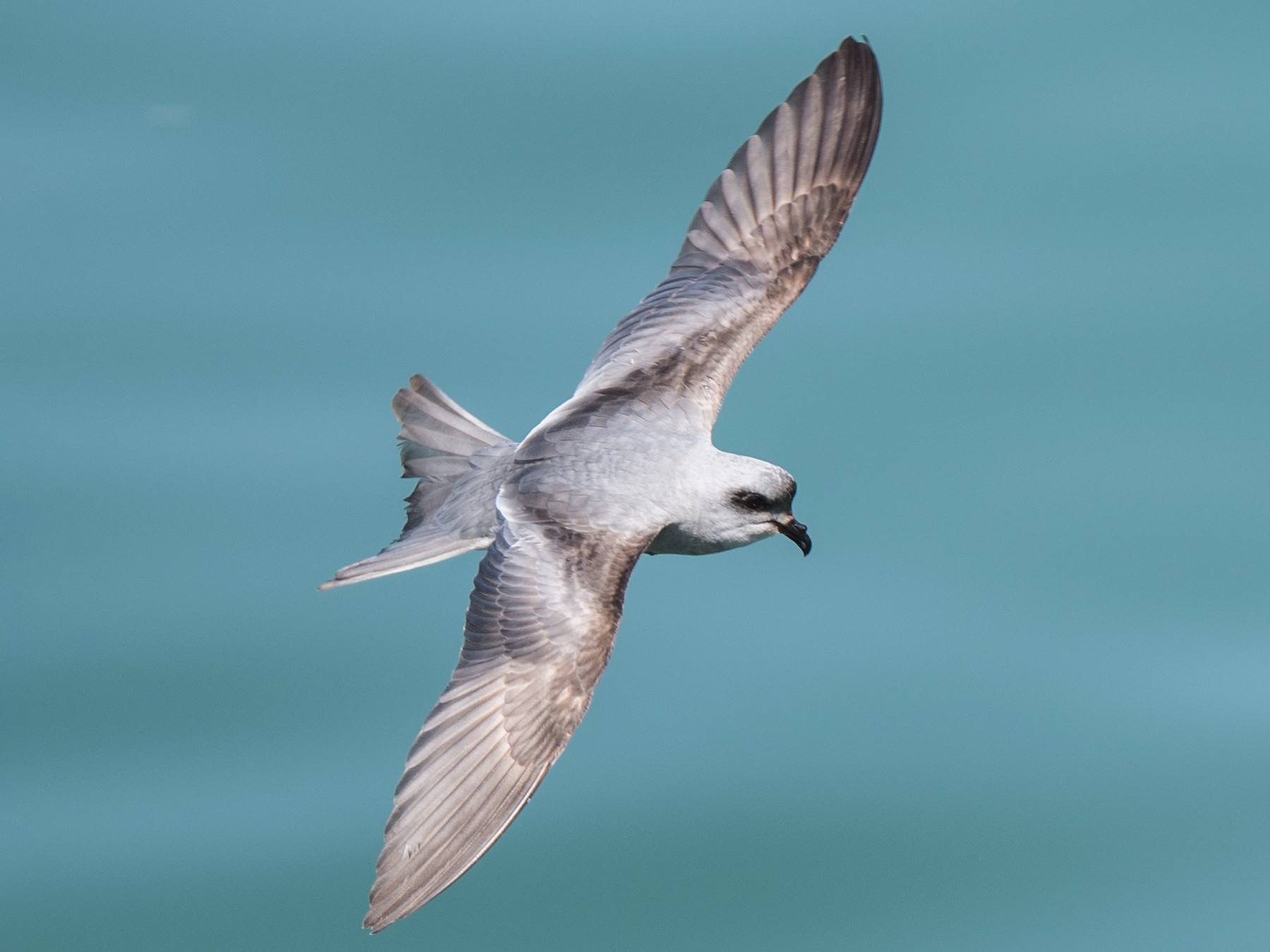 Fork-tailed Storm-Petrel - Michael Bolte