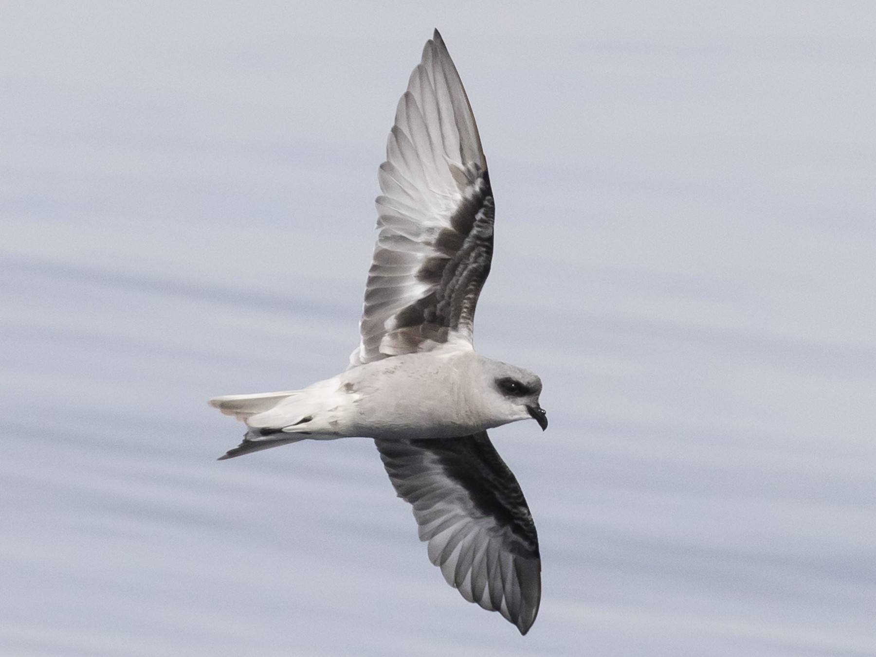 Fork-tailed Storm-Petrel - Ken Chamberlain