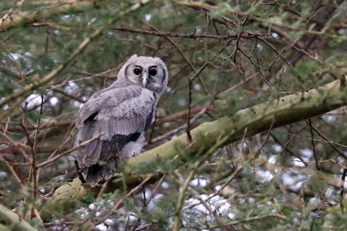 Verreaux's Eagle-Owl - Colin Sumrall
