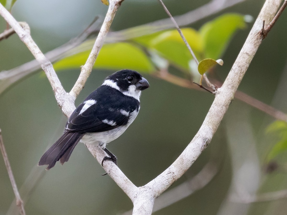 Wing-barred Seedeater - ML170727591