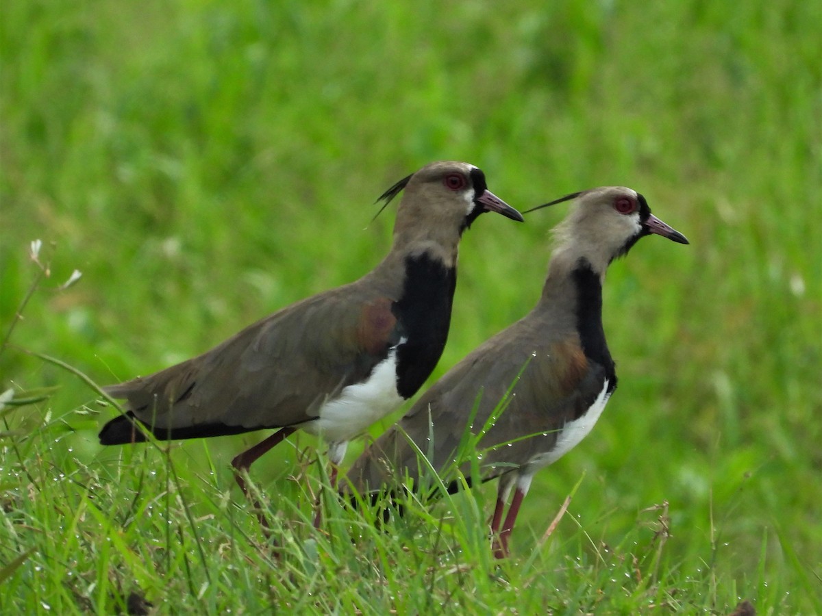 Southern Lapwing - Janet Cook