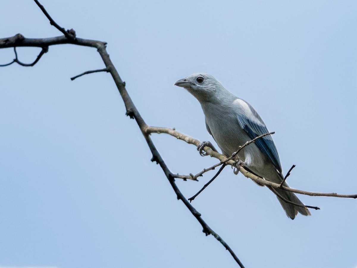 Blue-gray Tanager (White-edged) - Héctor Bottai