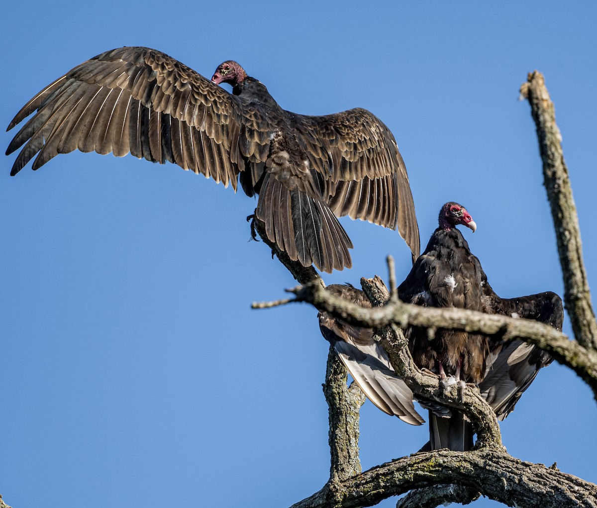Turkey Vulture - John Longhenry