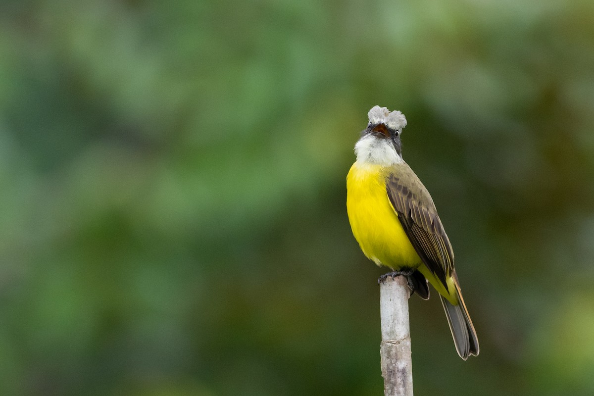 Gray-capped Flycatcher - Phil Chaon