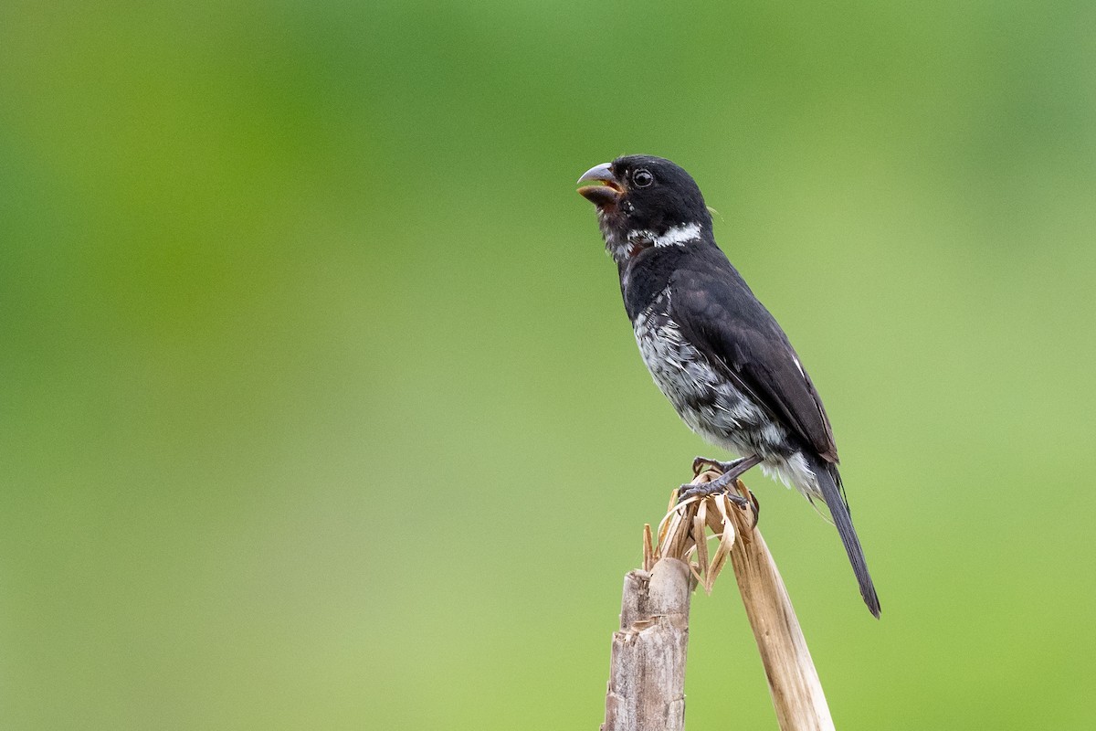 Variable Seedeater - ML170731891