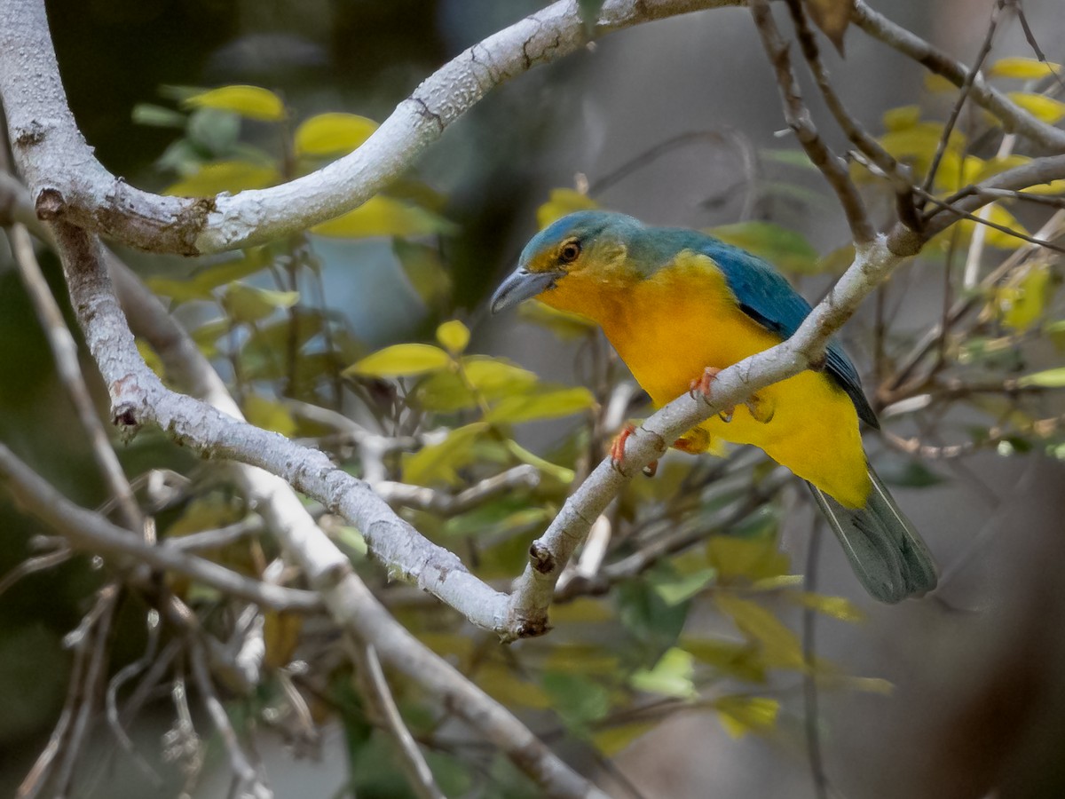 Blue-backed Tanager - ML170732021