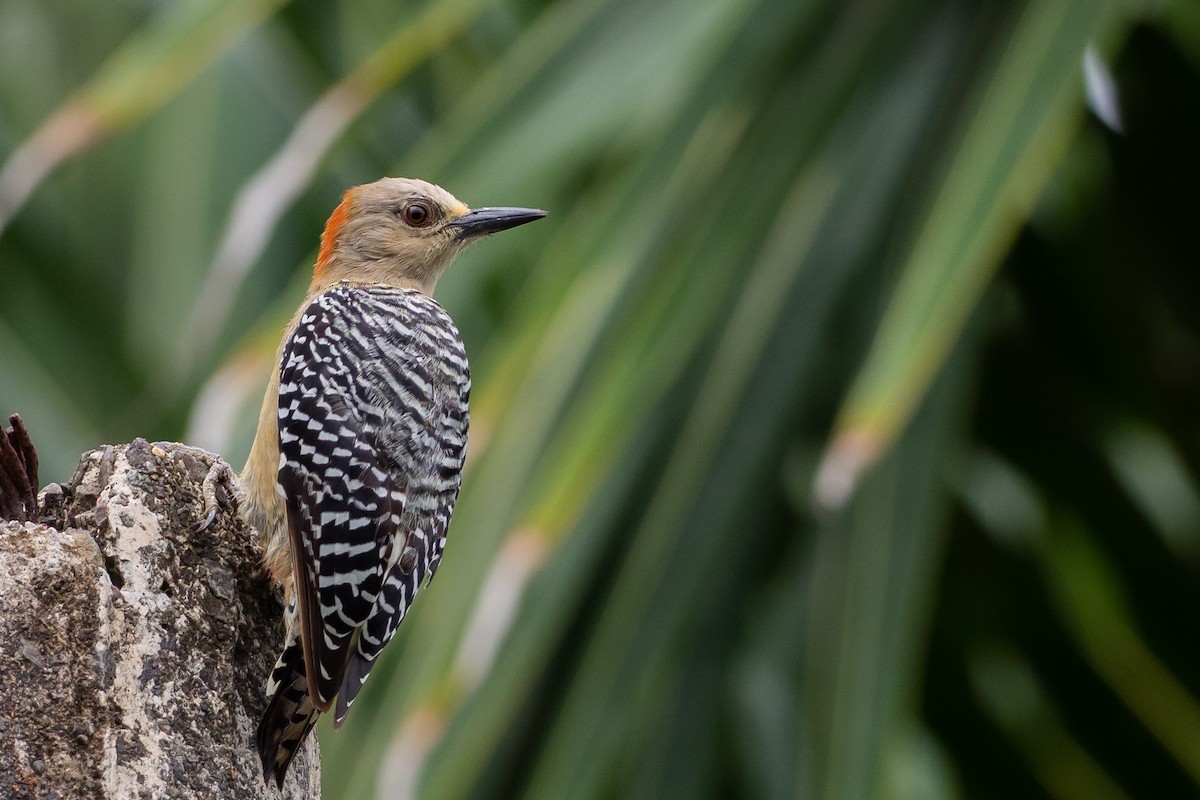 Red-crowned Woodpecker - Phil Chaon