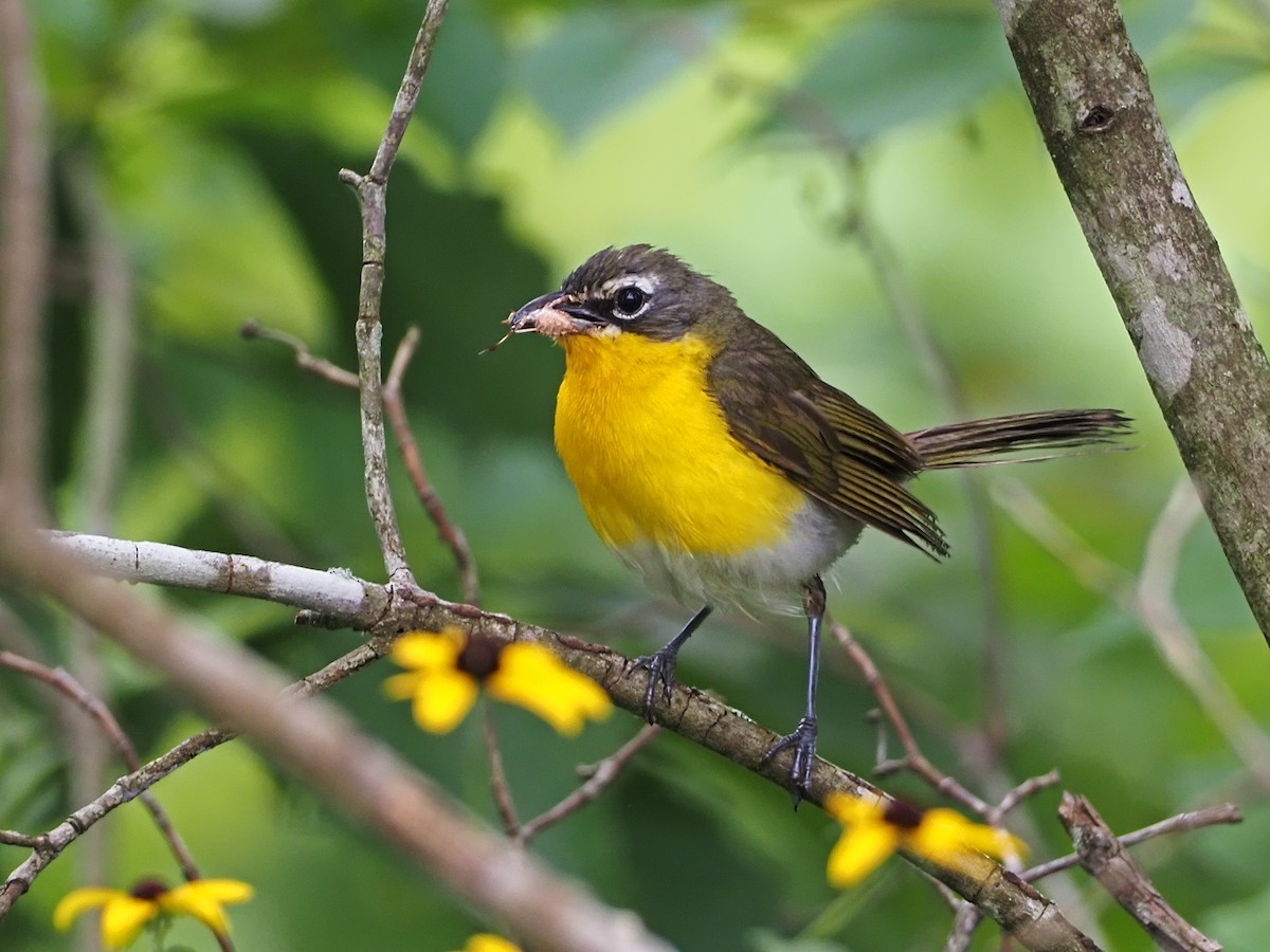 Yellow-breasted Chat - ML170732451