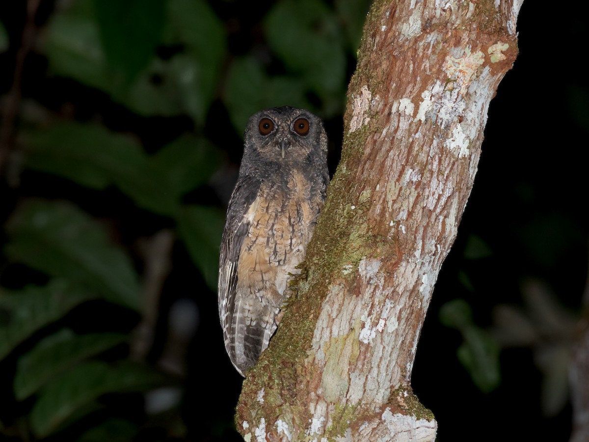 Tawny-bellied Screech-Owl (Tawny-bellied) - ML170733091