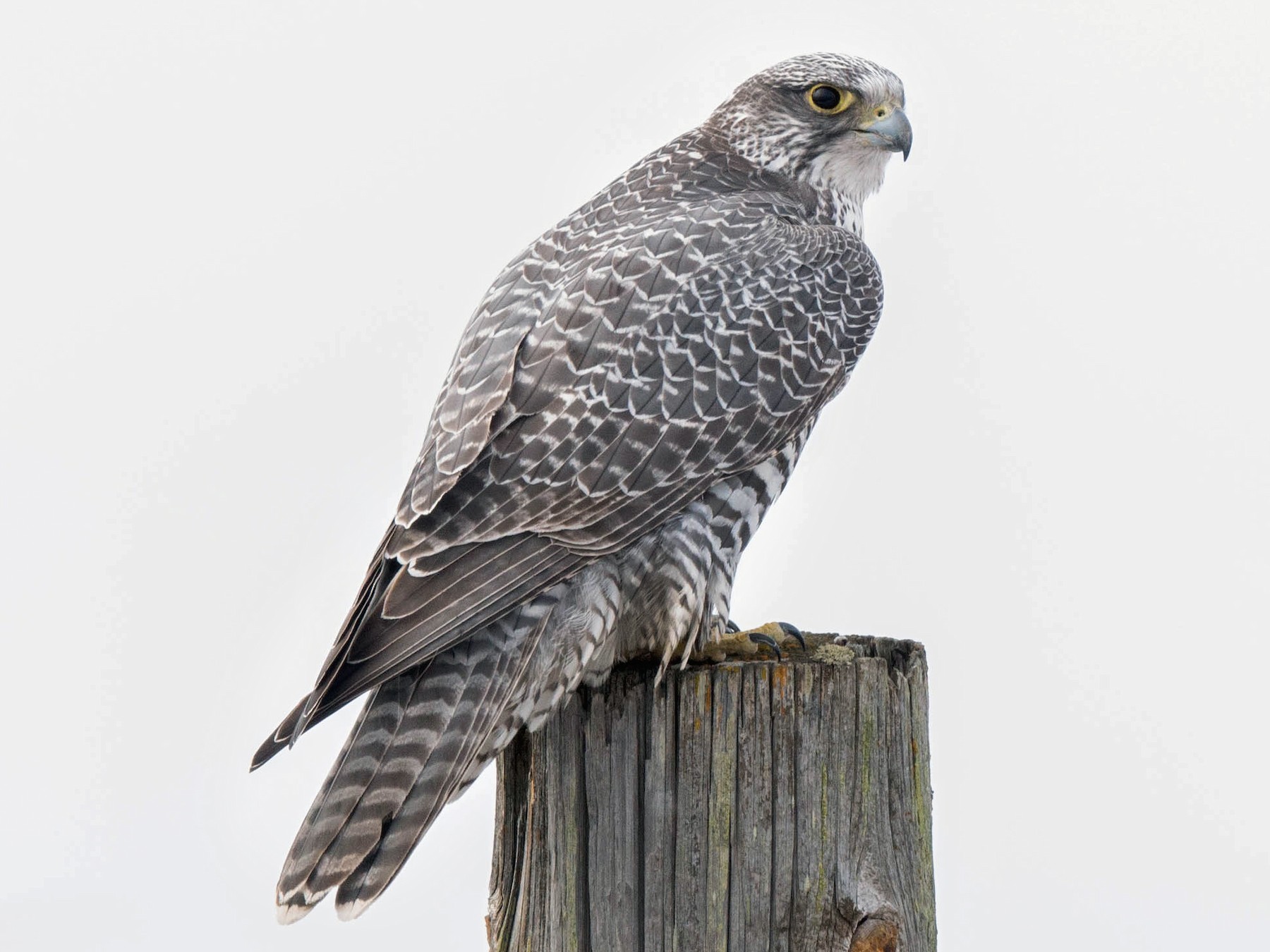 gyrfalcon size comparison