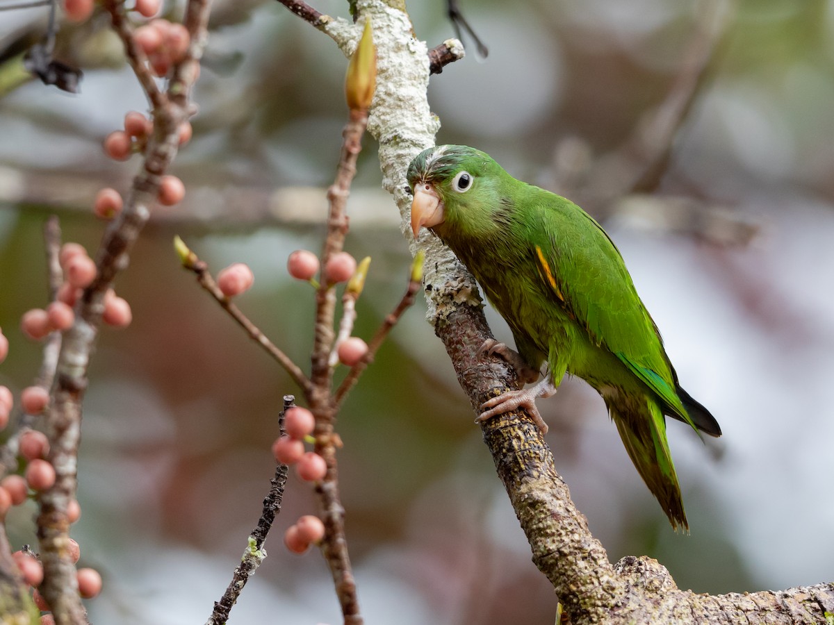 Golden-winged Parakeet - Héctor Bottai
