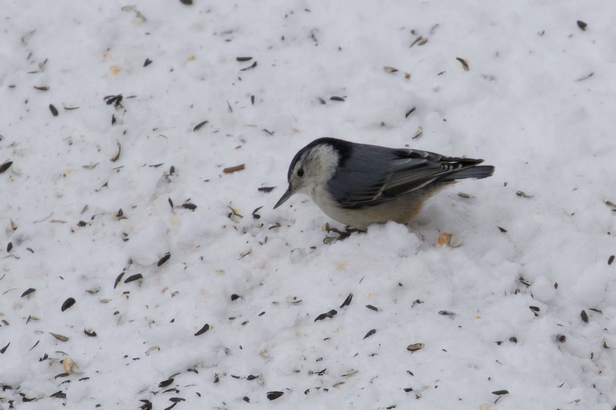 White-breasted Nuthatch - Eric Heisey