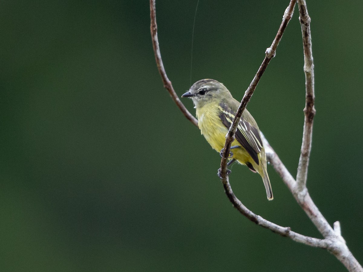 Yellow-crowned Tyrannulet - ML170736851