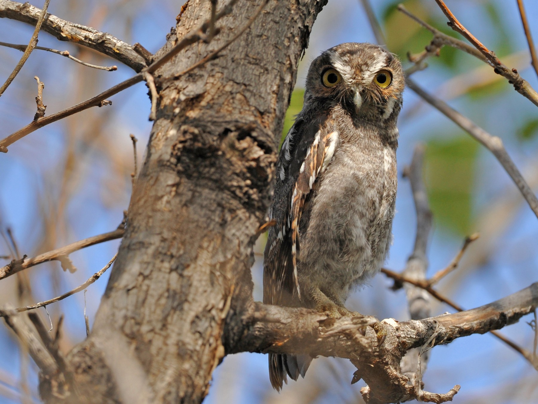 Elf Owl eBird