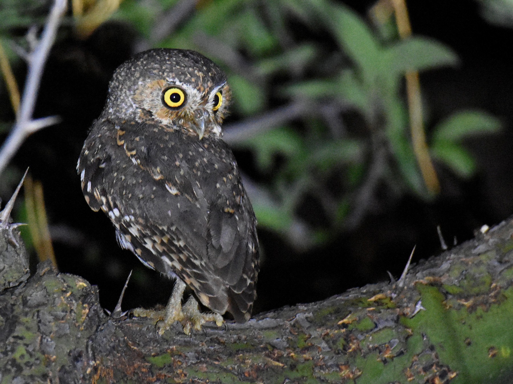 Elf Owl eBird