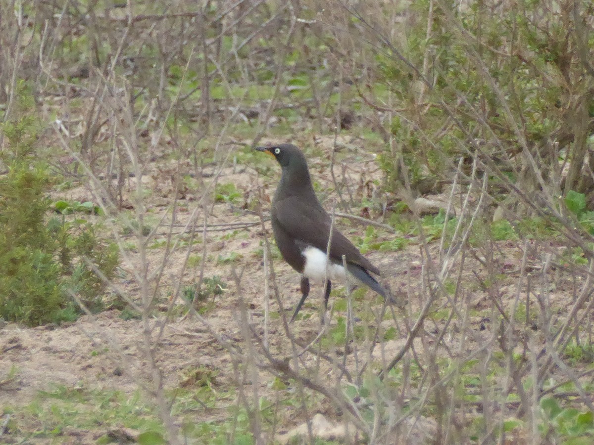 African Pied Starling - ML170740251