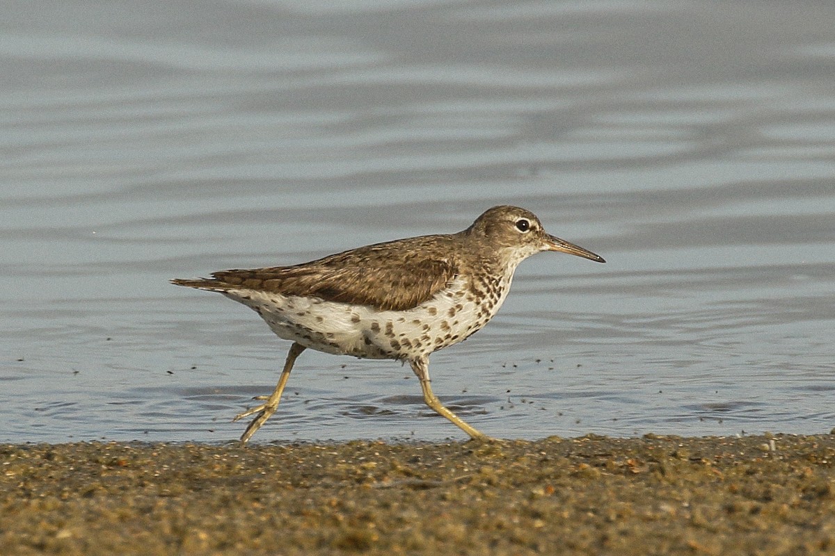 Spotted Sandpiper - Pat Draisey