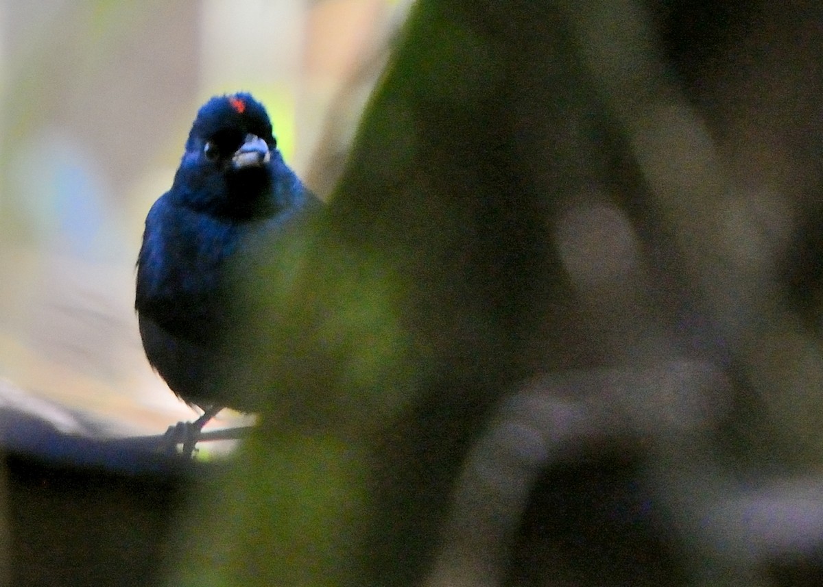 Ruby-crowned Tanager - ML170742931
