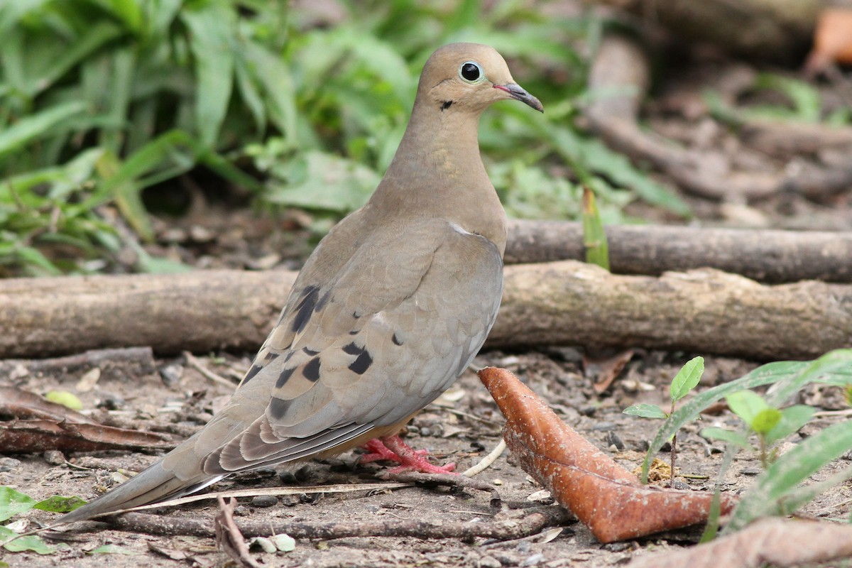 Mourning Dove - Brandon Caswell
