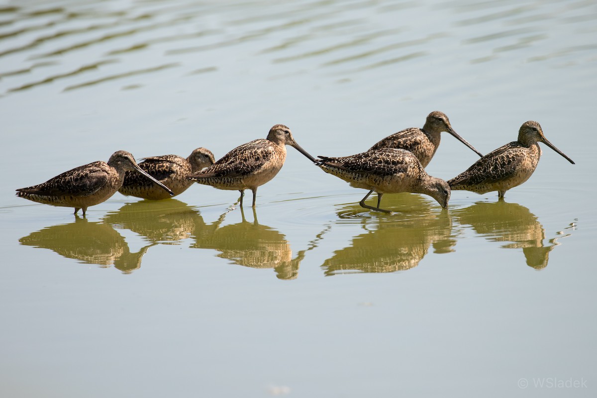 Long-billed Dowitcher - ML170749431