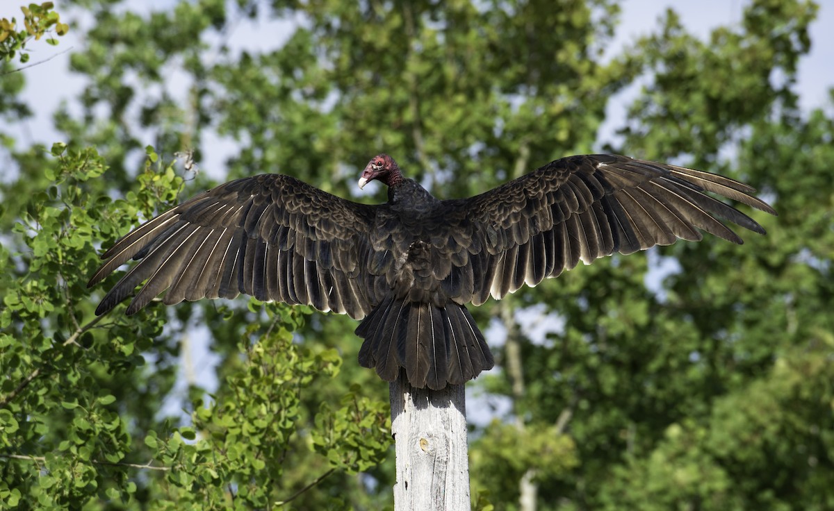 Turkey Vulture - Michele Rivest