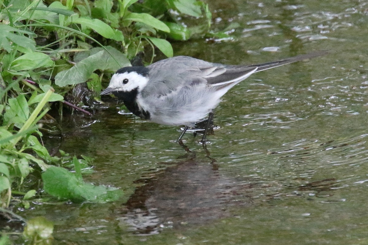 White Wagtail (White-faced) - Stephen Gast