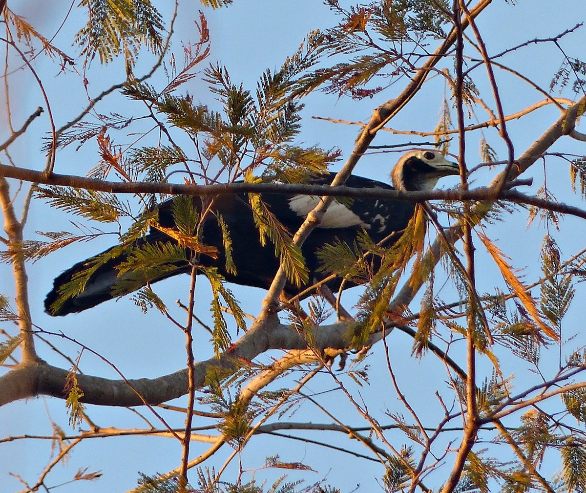 White-throated Piping-Guan - ML170757221
