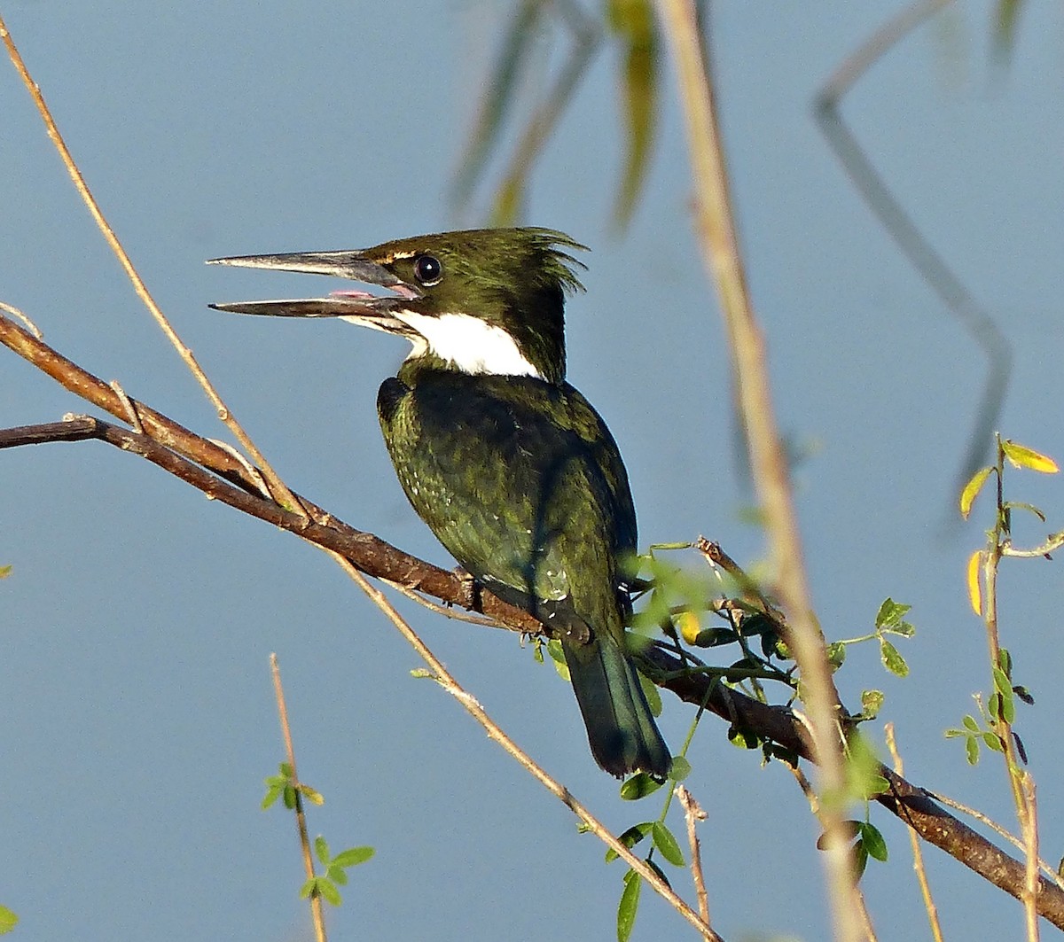 Amazon Kingfisher - Carlos Schmidtutz