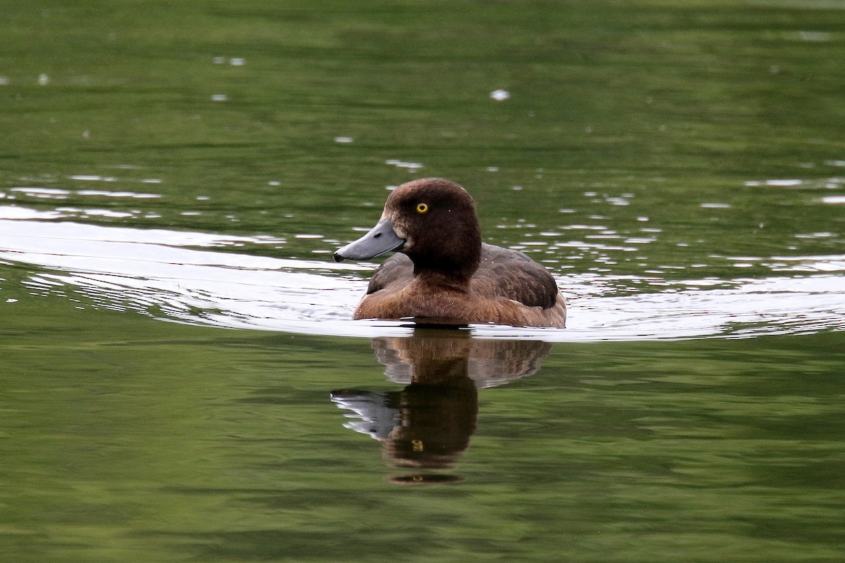 Tufted Duck - ML170757821