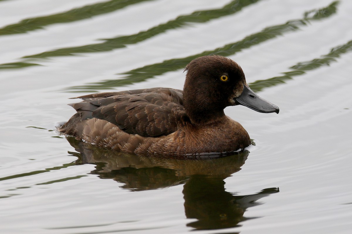 Tufted Duck - ML170757841