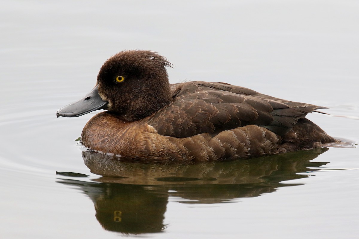 Tufted Duck - ML170757861