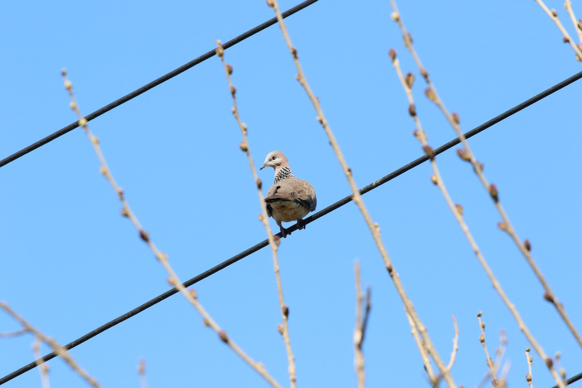 Spotted Dove - ML170763431