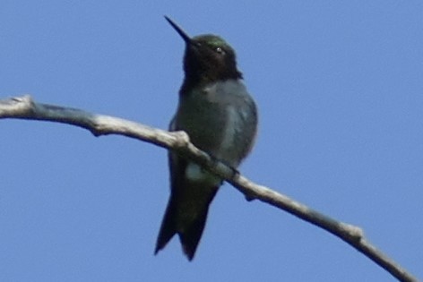Ruby-throated Hummingbird - ML170775511