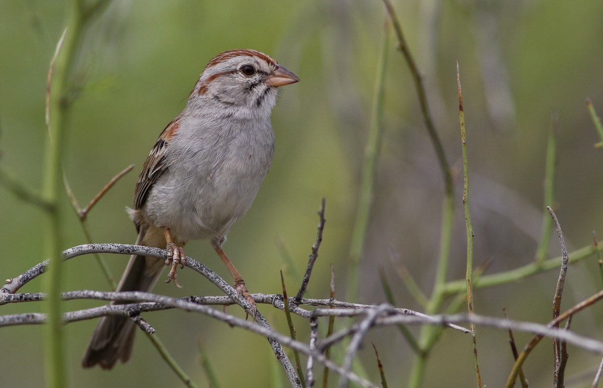 Rufous-winged Sparrow - Max Nootbaar