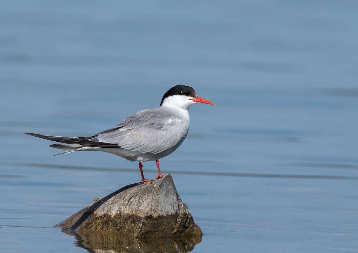 Common Tern - ML170784001