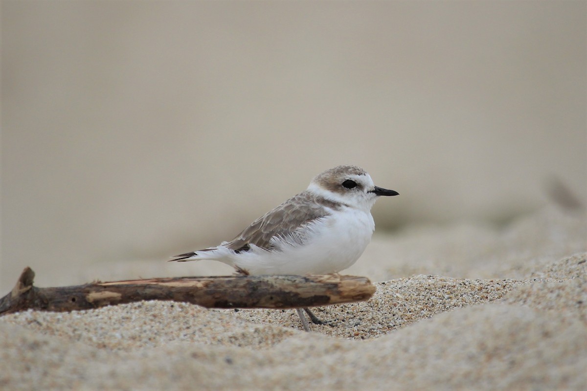 Snowy Plover - Caleb Alons