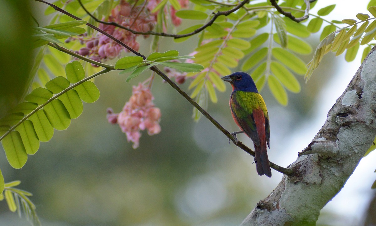 Painted Bunting - ML170790031