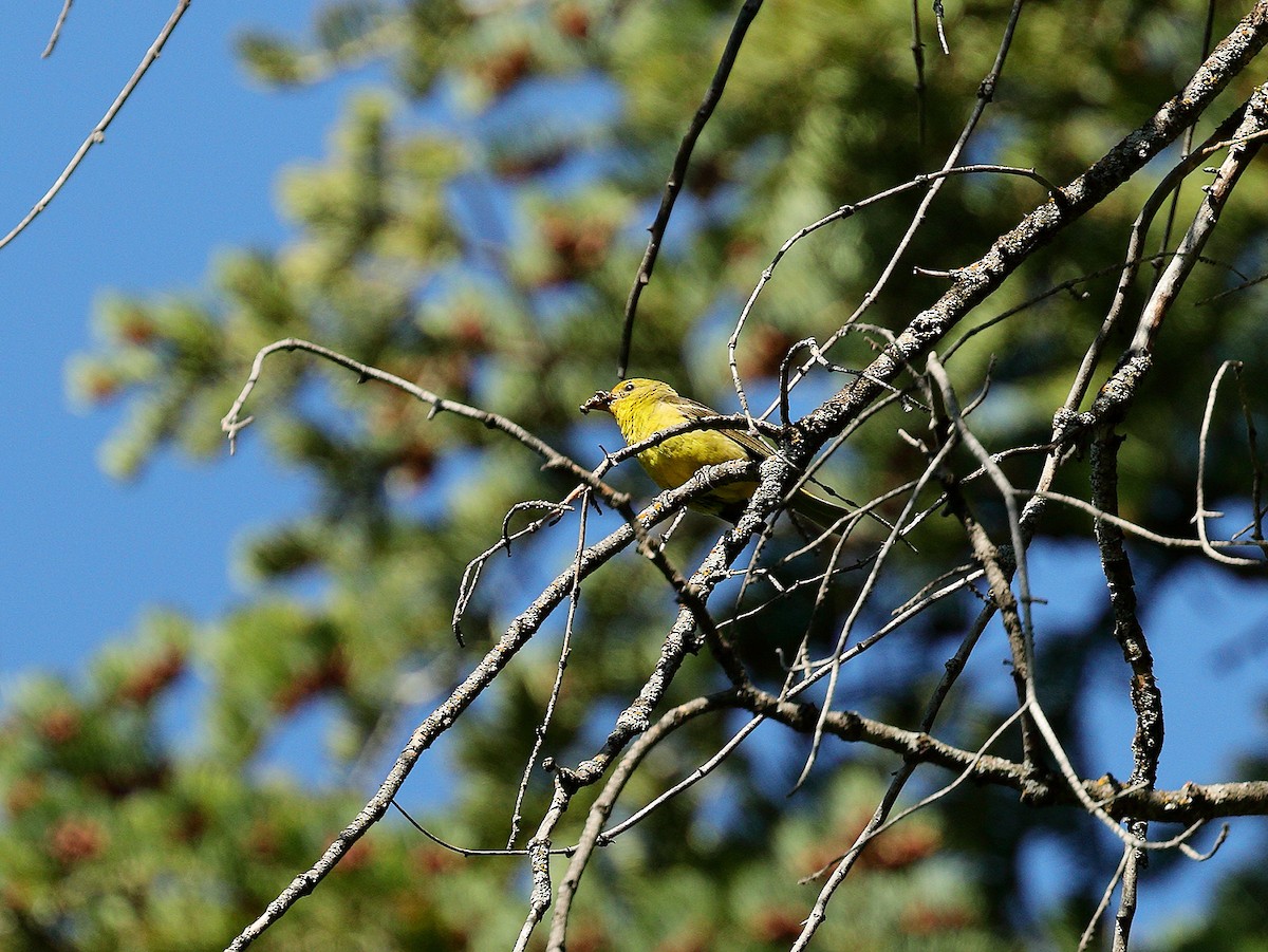 Western Tanager - ML170794151