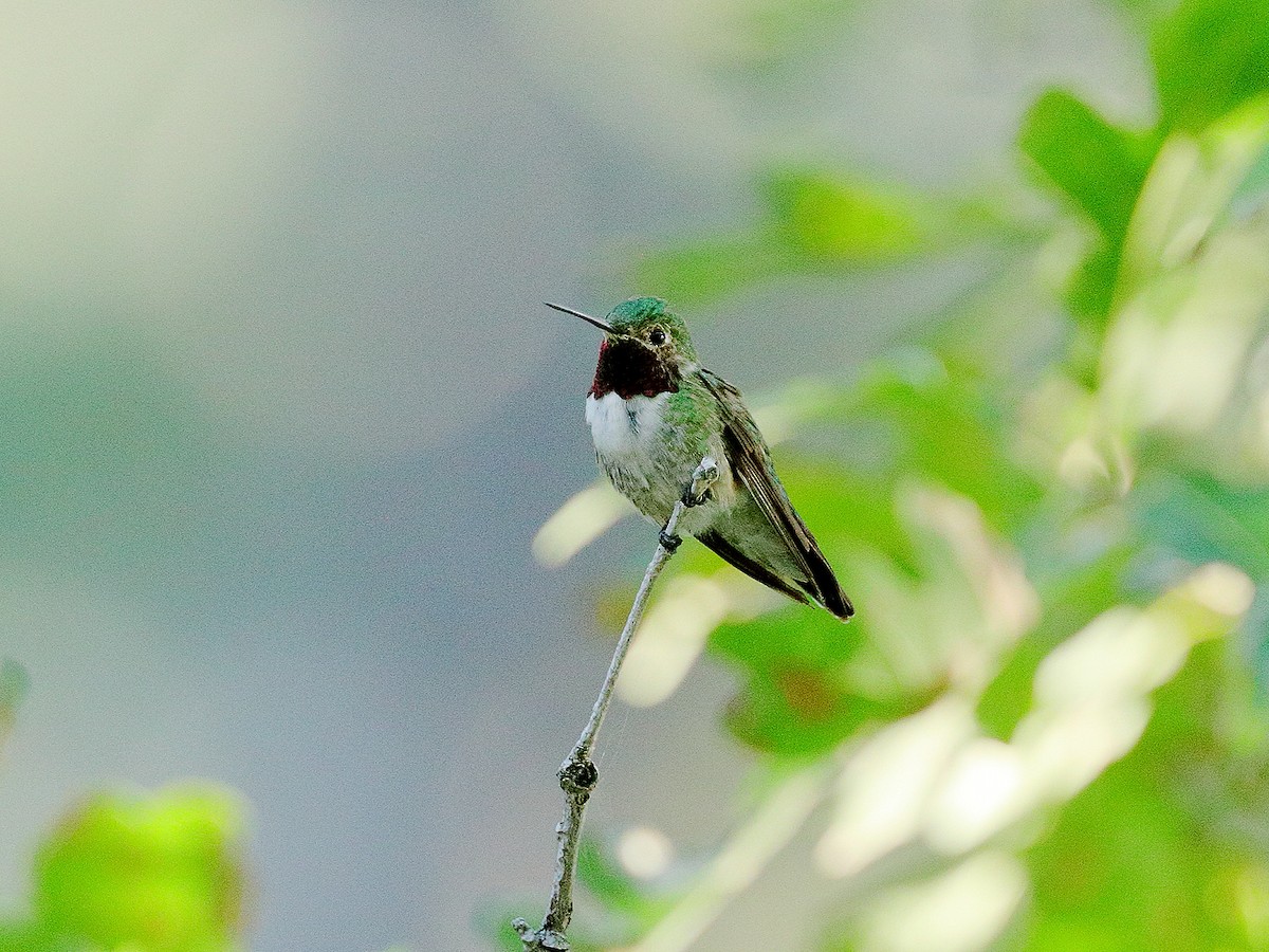 Broad-tailed Hummingbird - Bob Walker