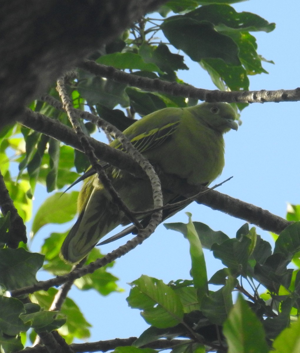 Тиморский зелёный голубь - ML170797331