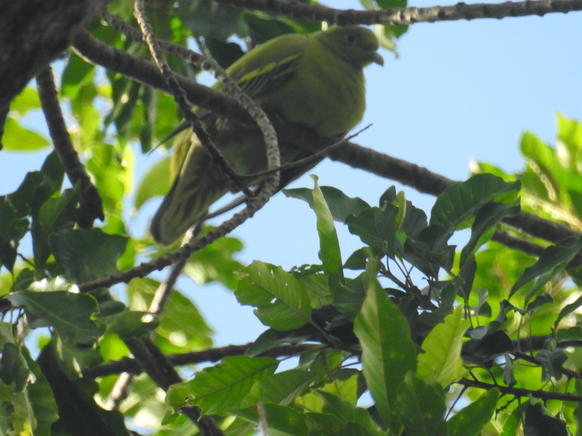 Тиморский зелёный голубь - ML170797351