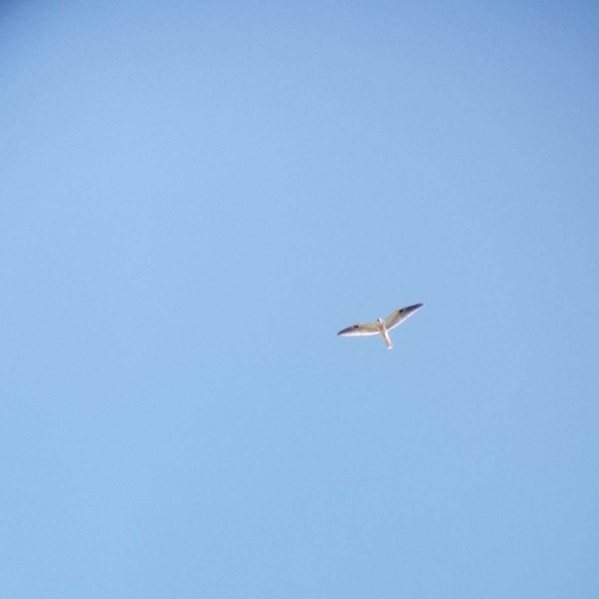 White-tailed Kite - Elaine Tan