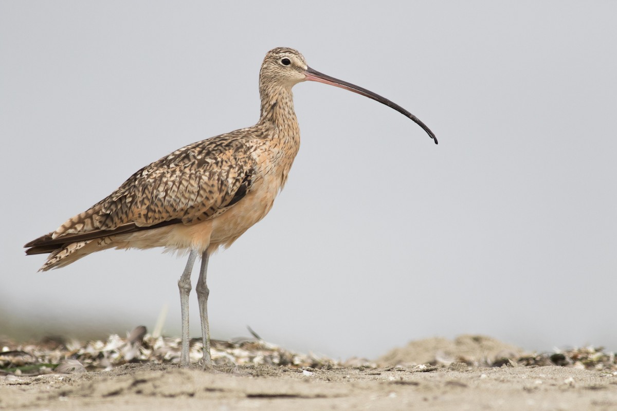 Long-billed Curlew - ML170800361