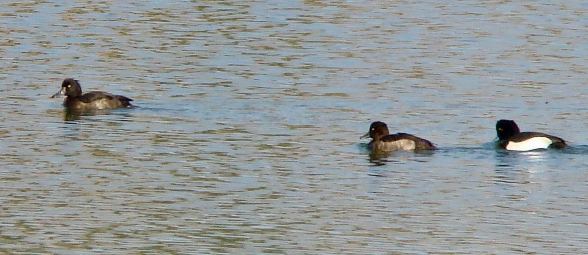 Tufted Duck - Ains Priestman
