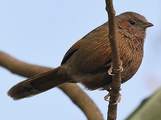  - Streaked Laughingthrush