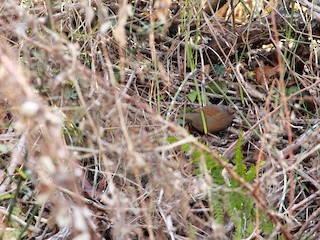  - Streaked Laughingthrush