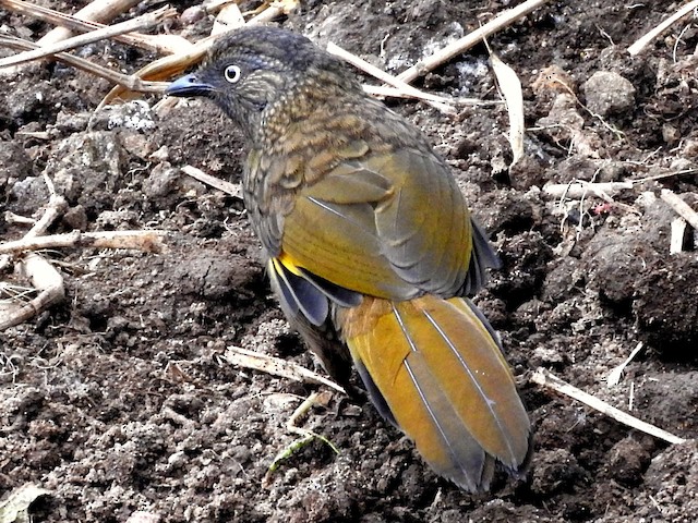 Qizlar porno eshaklar