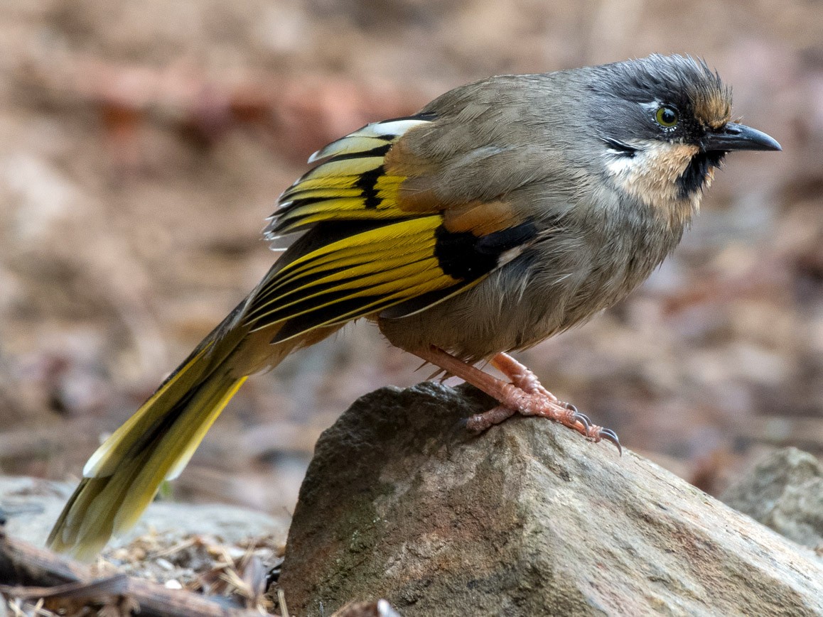 Variegated Laughingthrush - Trochalopteron variegatum - Birds of the World