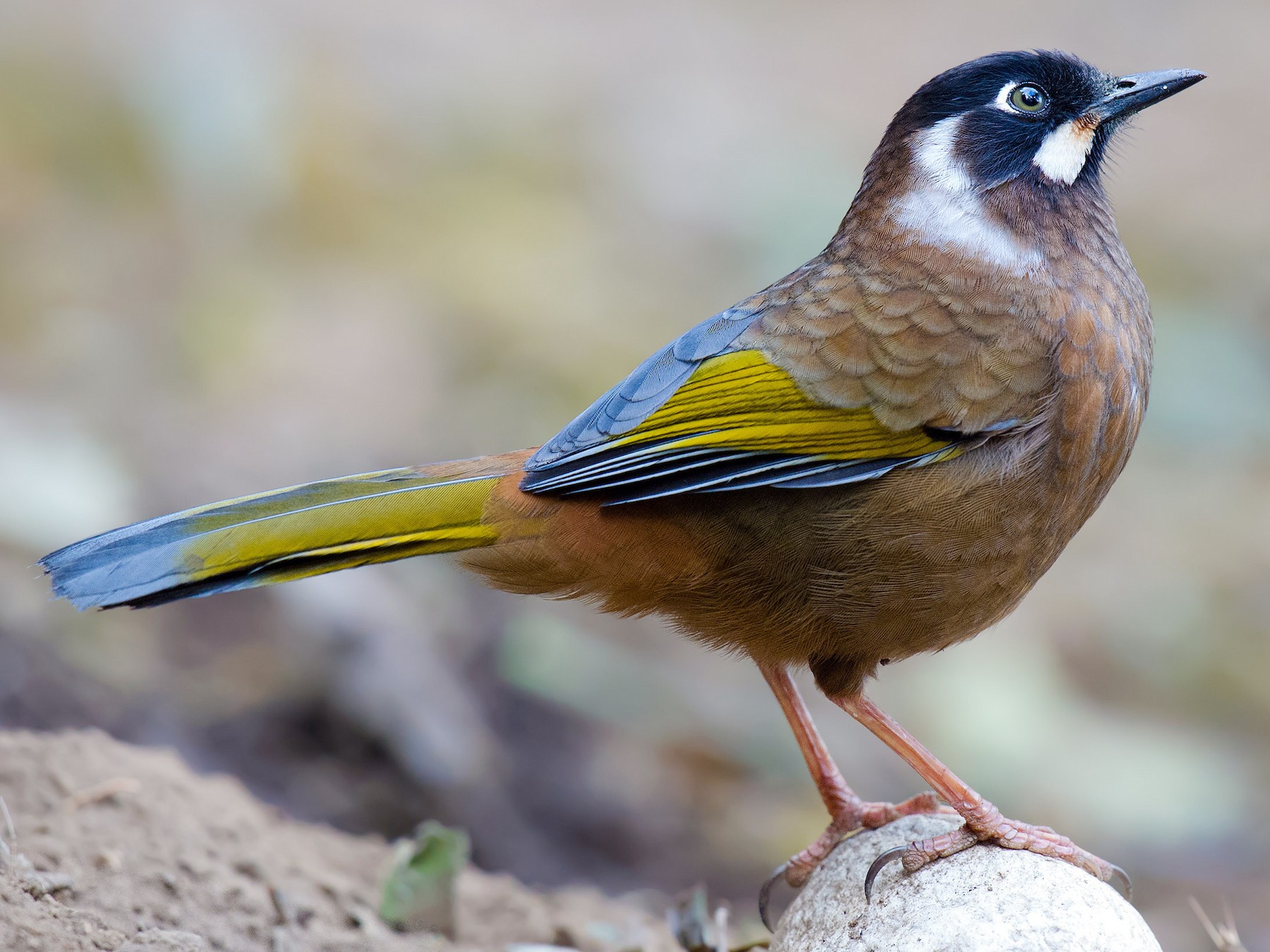 Black-faced Laughingthrush - Craig Brelsford