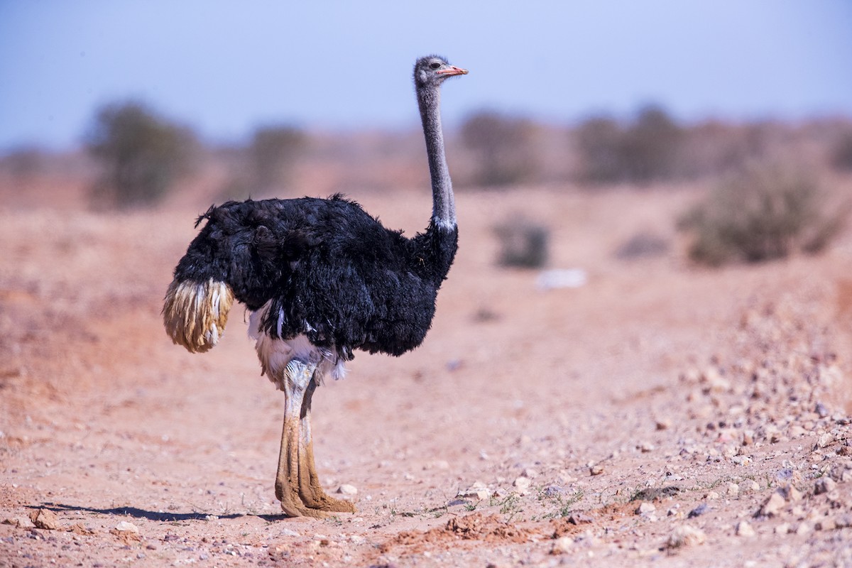 Common Ostrich - Laurie Ross | Tracks Birding & Photography Tours